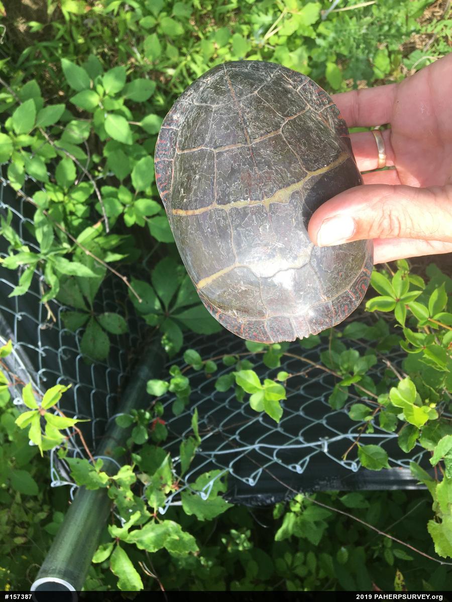 Eastern Painted Turtle