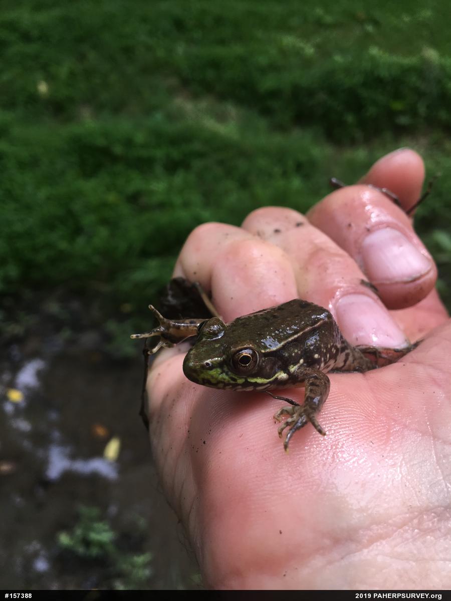 Green Frog
