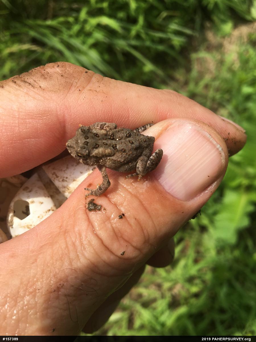 Eastern American Toad