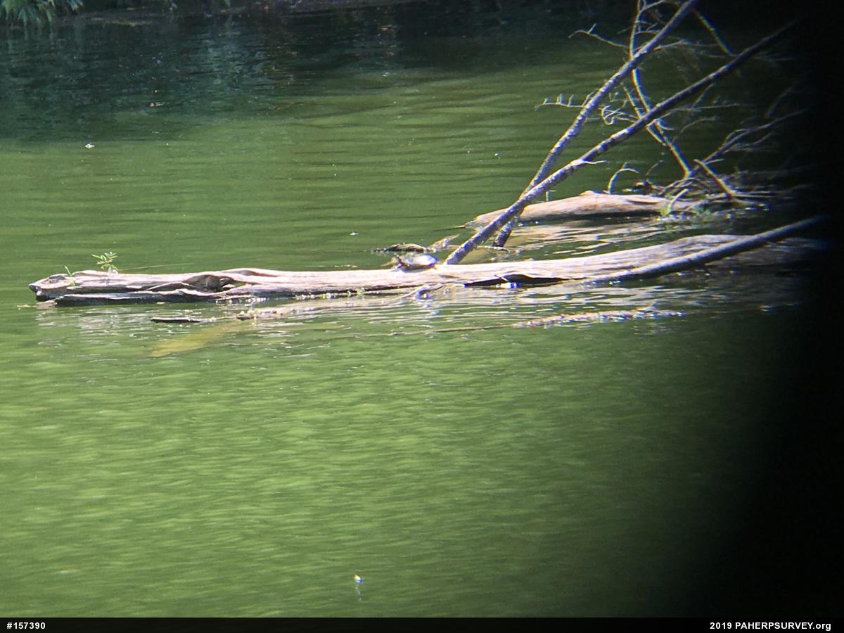 Painted Turtle