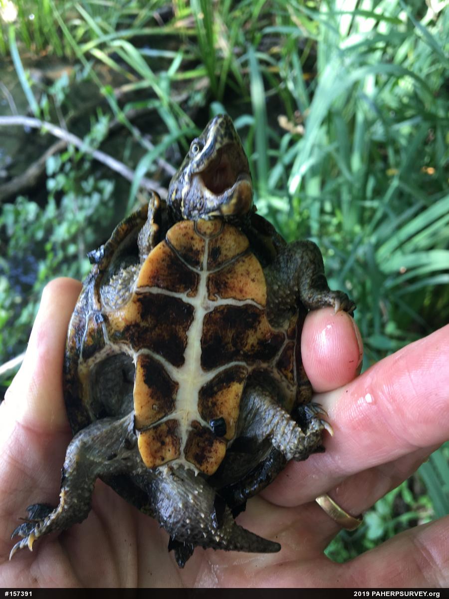 Eastern Musk Turtle