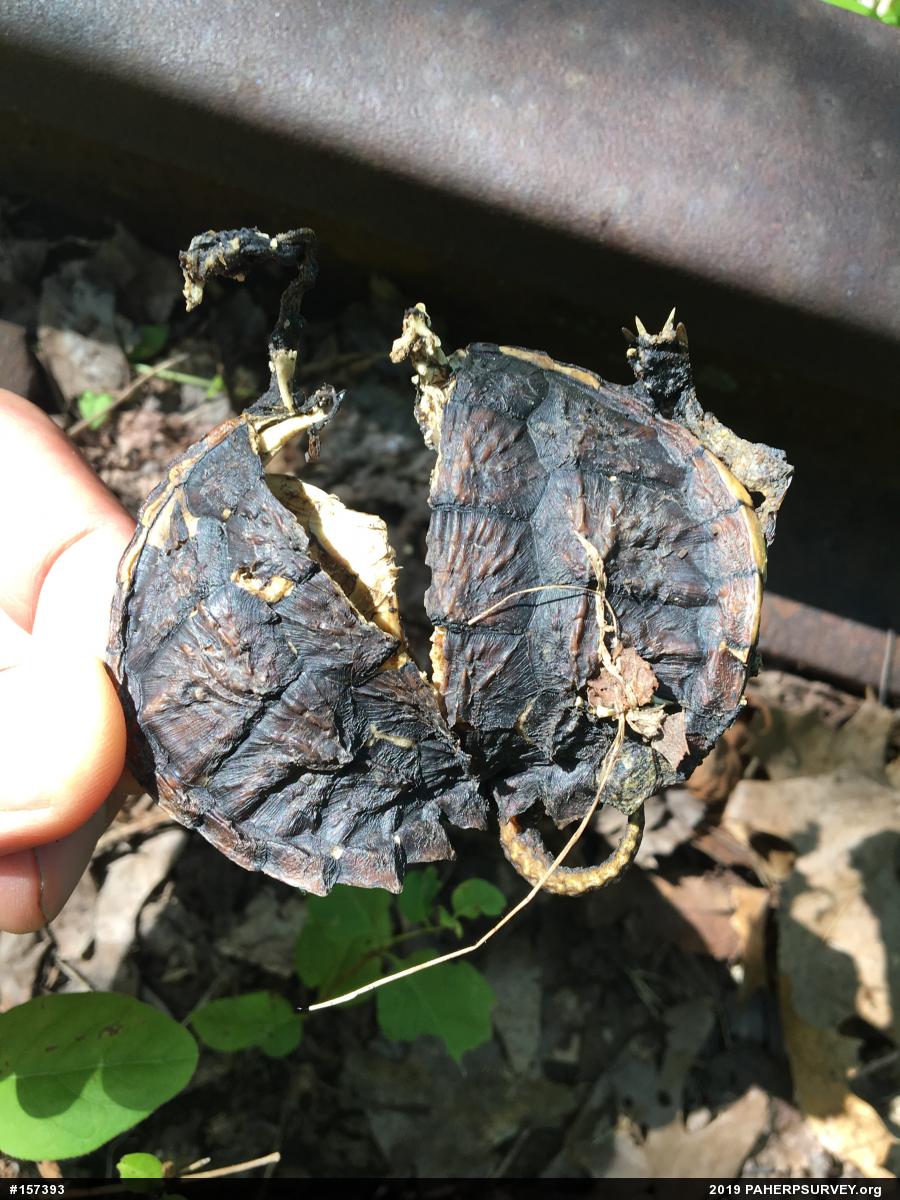 Snapping Turtle