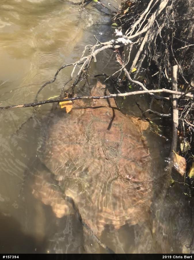 Snapping Turtle