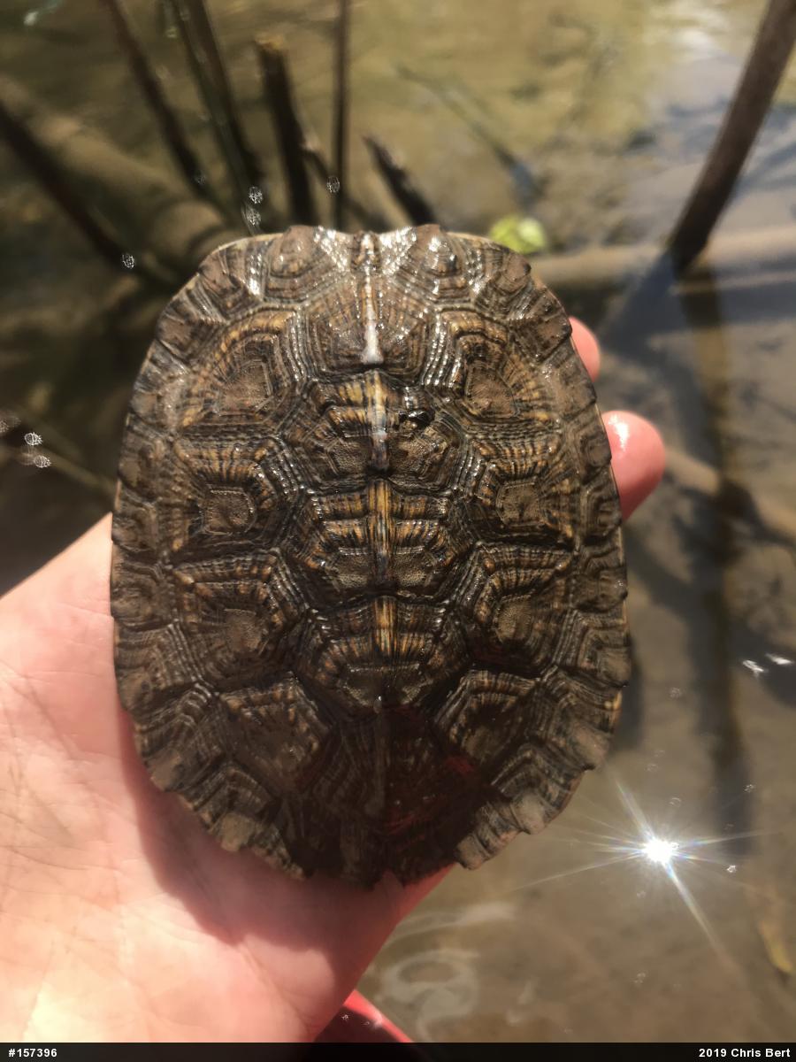 Wood Turtle