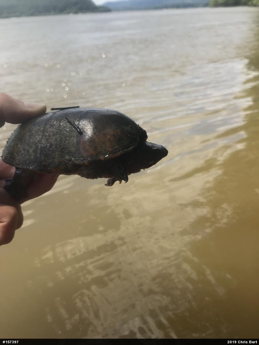 Eastern Musk Turtle