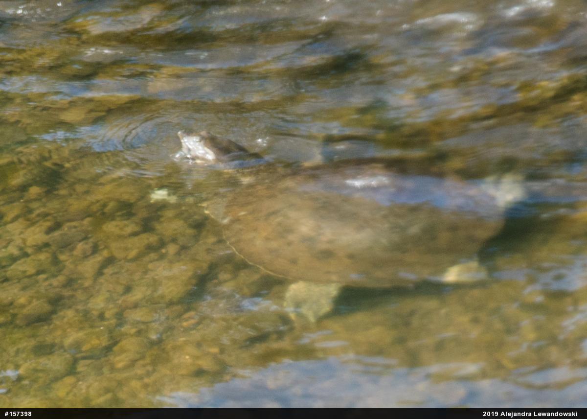 Eastern Spiny Softshell