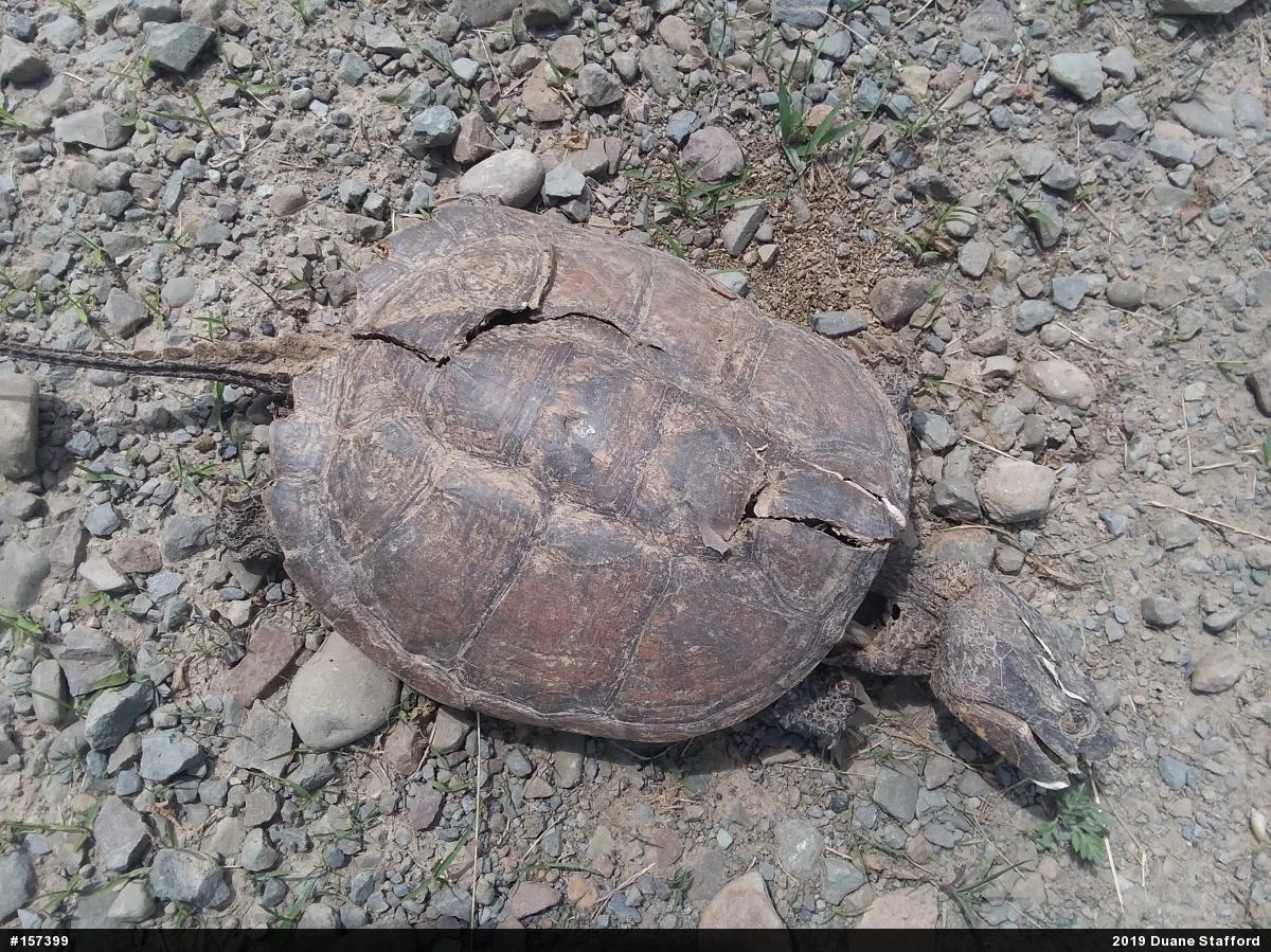 Snapping Turtle