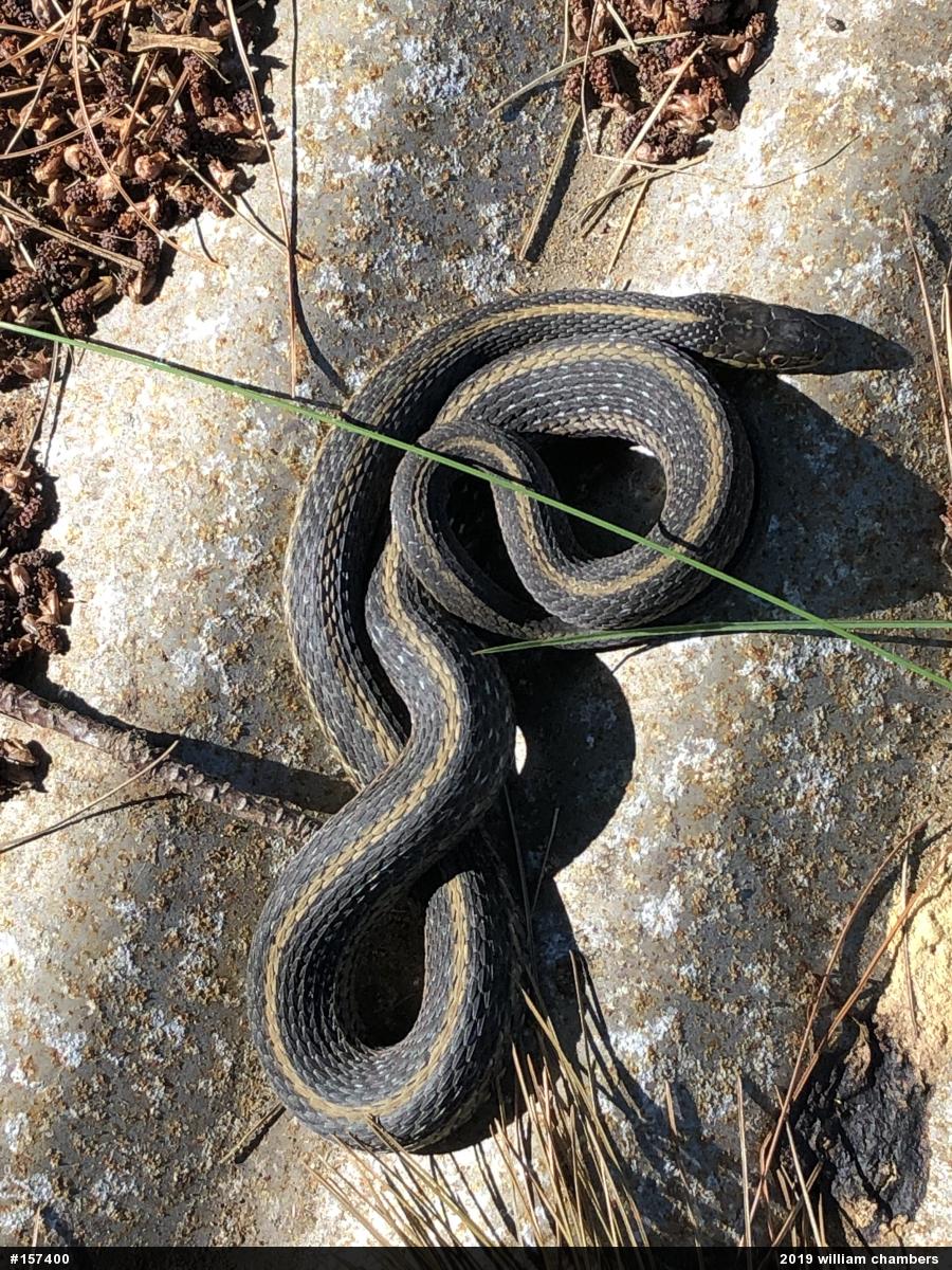 Eastern Gartersnake