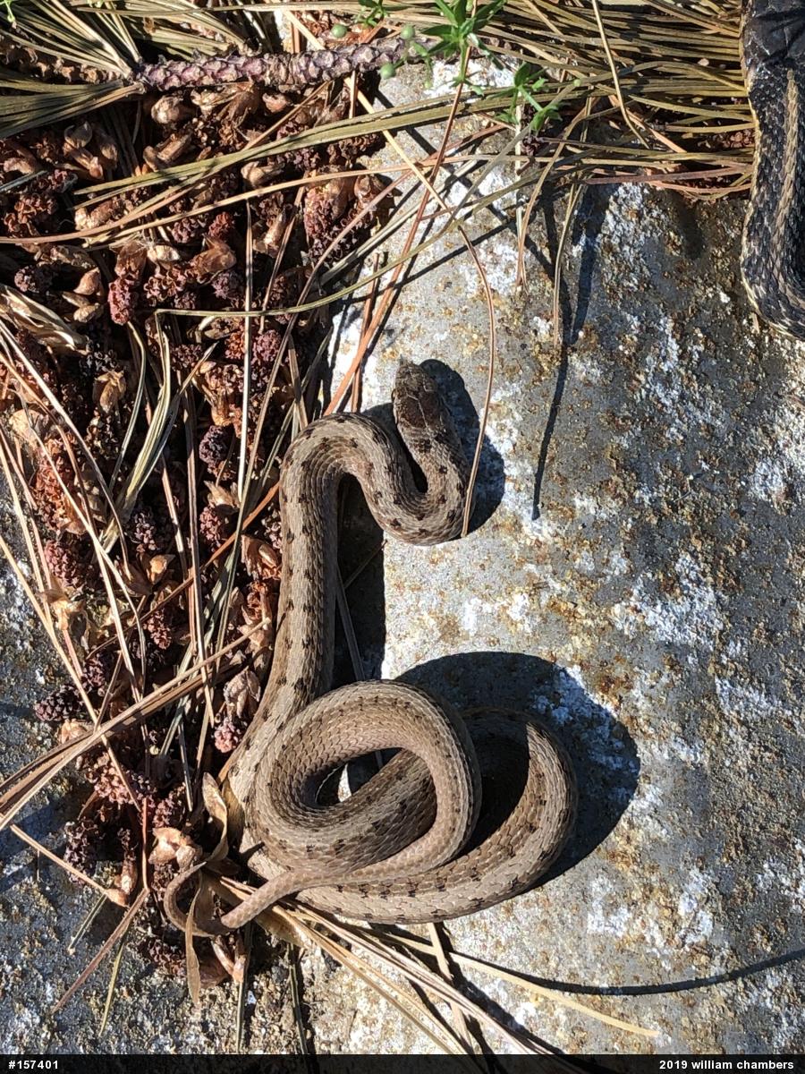 Dekay's Brownsnake