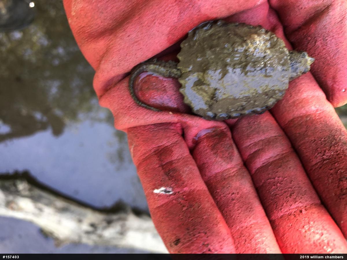 Snapping Turtle
