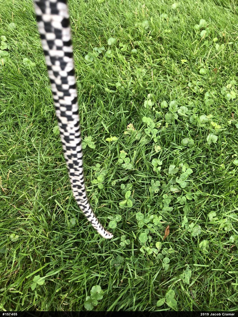 Eastern Milksnake