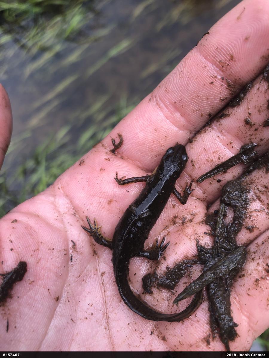 Red-spotted Newt