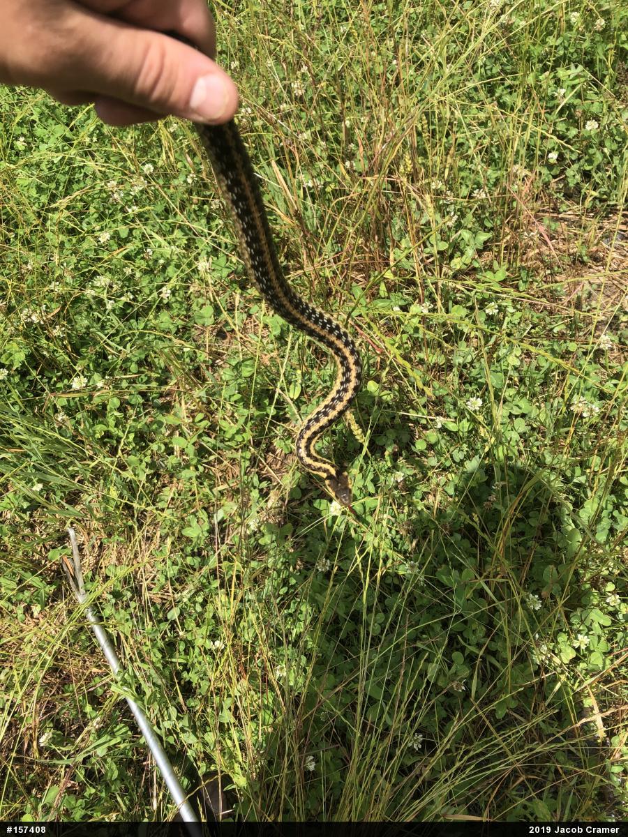Eastern Gartersnake