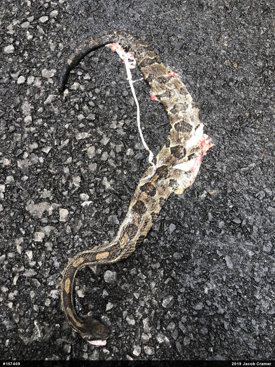 Timber Rattlesnake