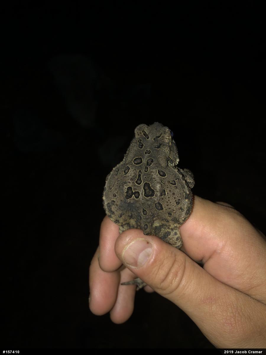 Eastern American Toad