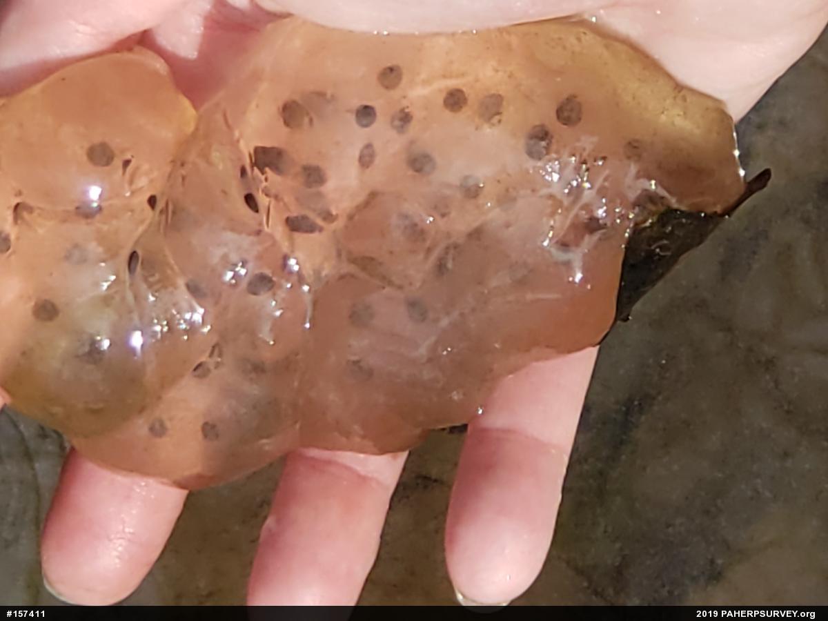 Spotted Salamander
