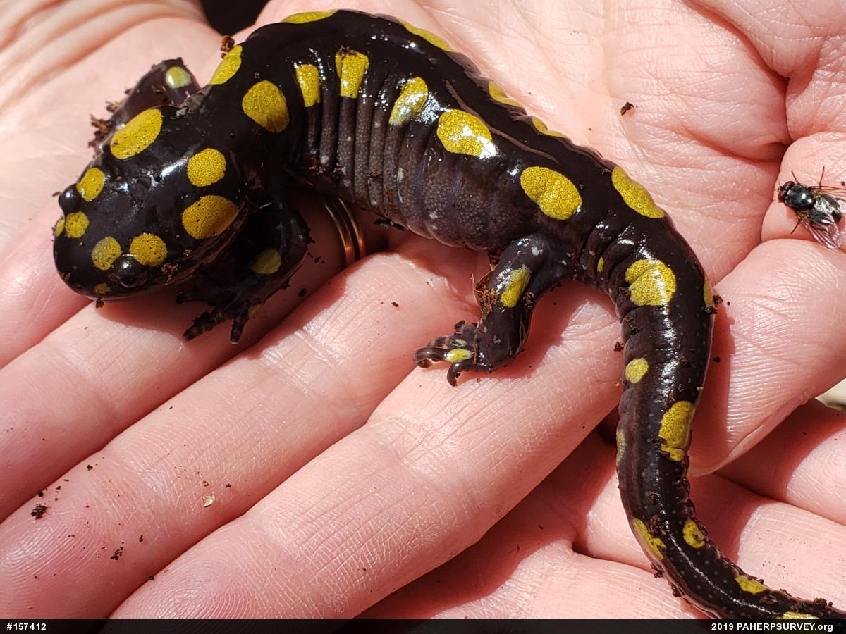 Spotted Salamander