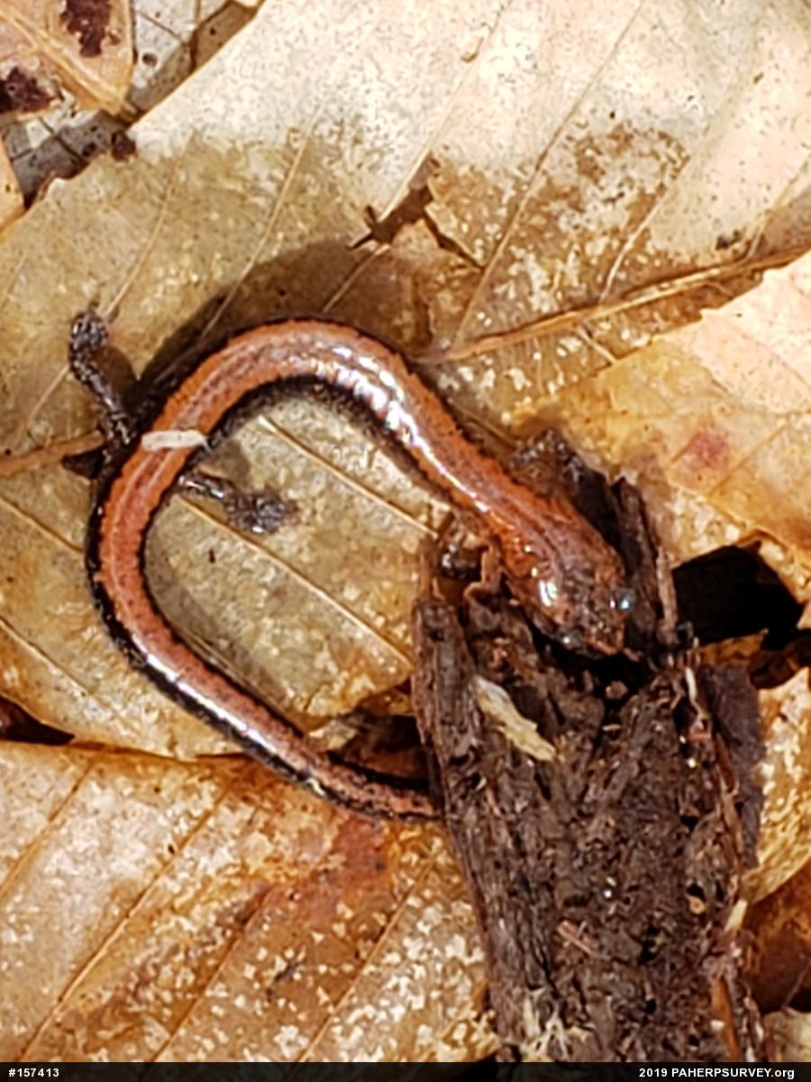 Eastern Red-backed  Salamander