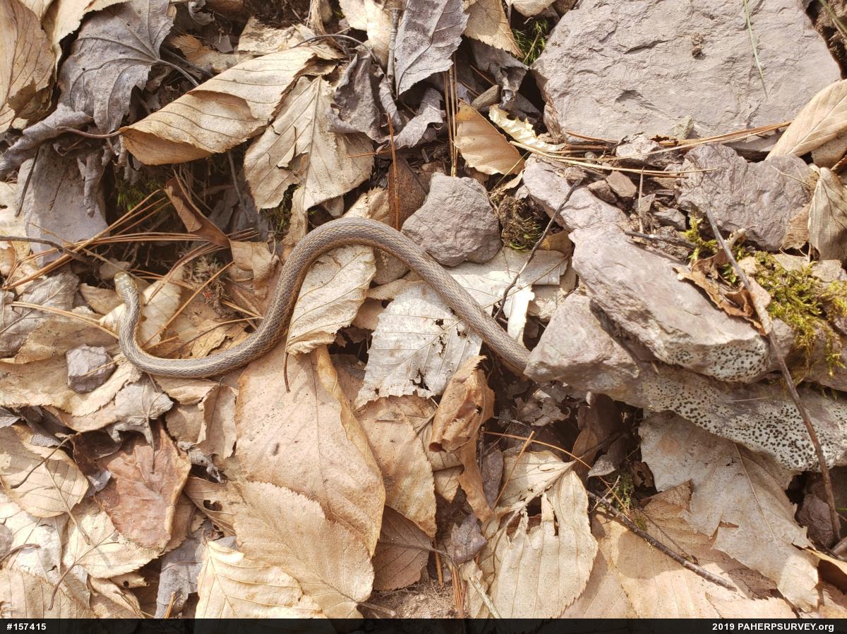 Eastern Gartersnake
