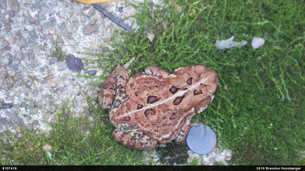 Eastern American Toad