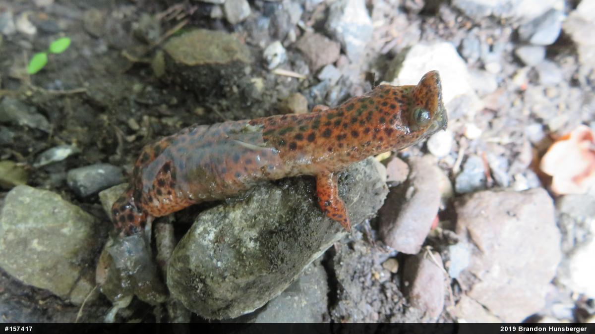 Northern Red Salamander