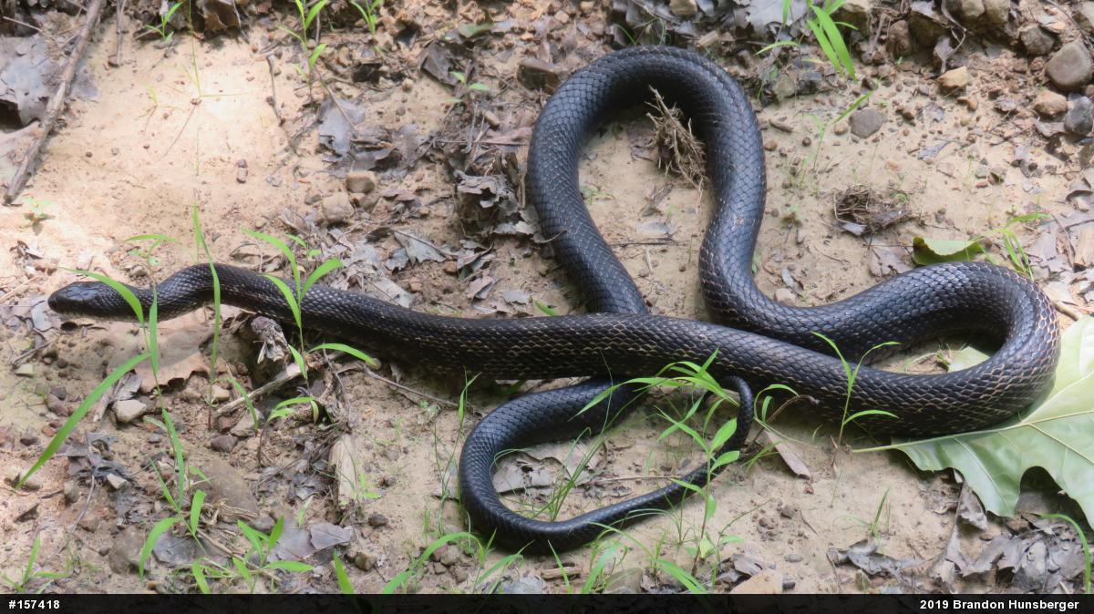 Eastern Ratsnake