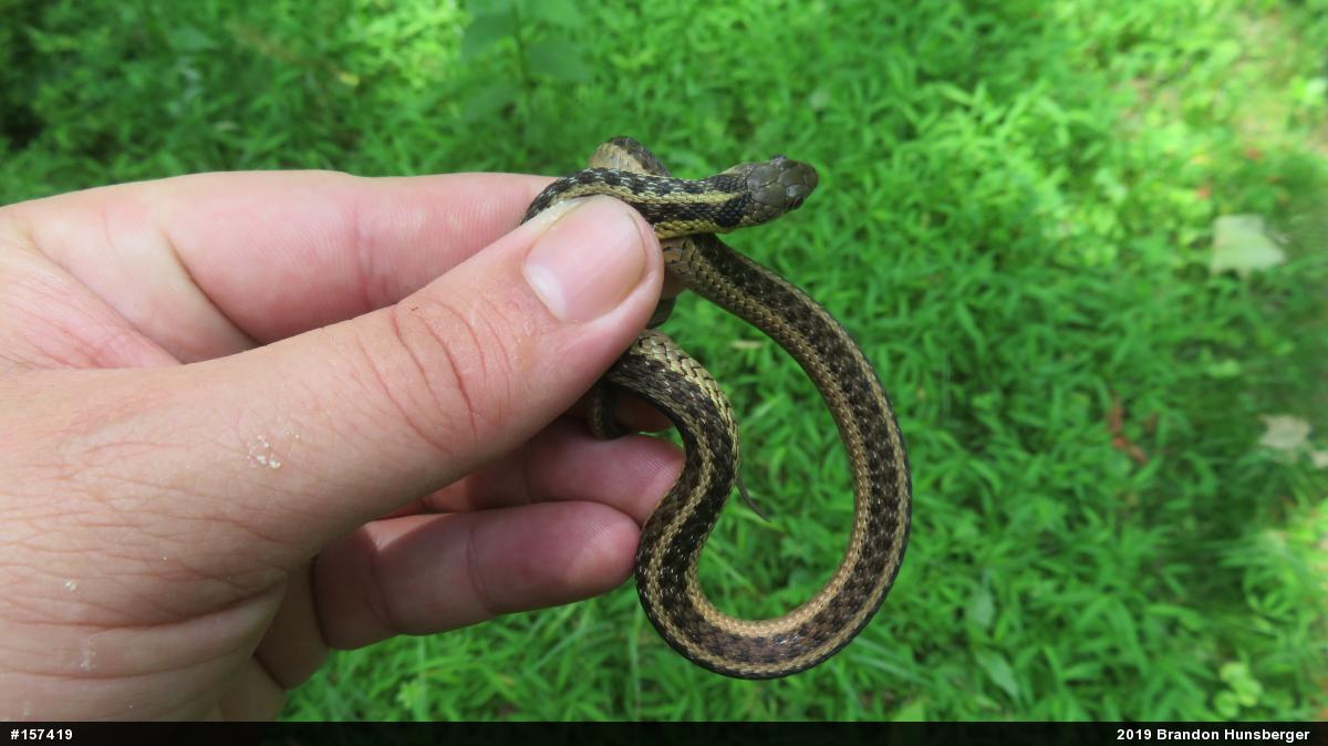 Eastern Gartersnake