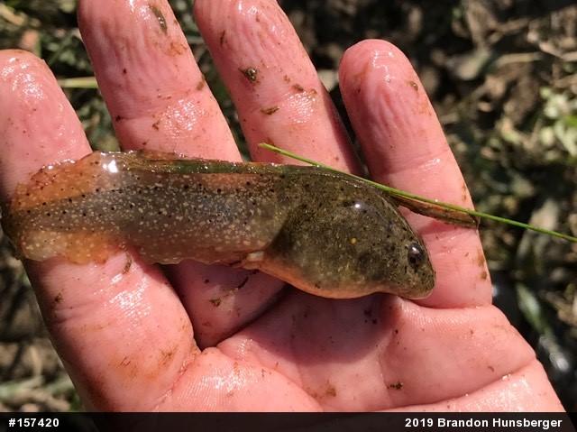 American Bullfrog