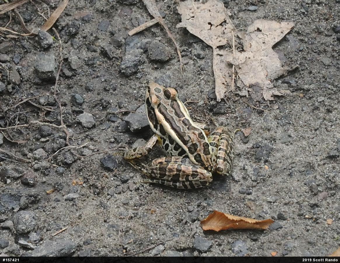Pickerel Frog
