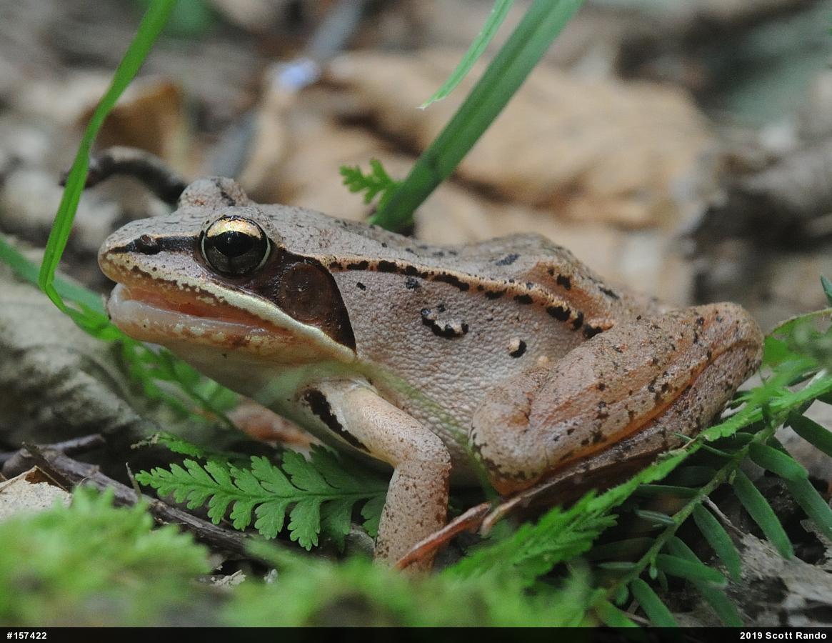 Wood Frog
