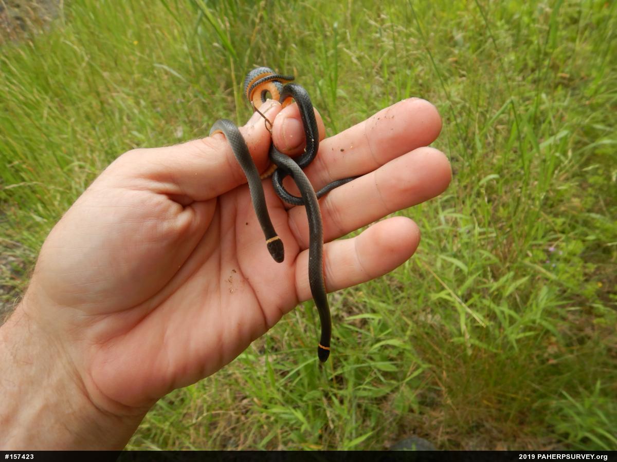 Northern Ring-necked Snake