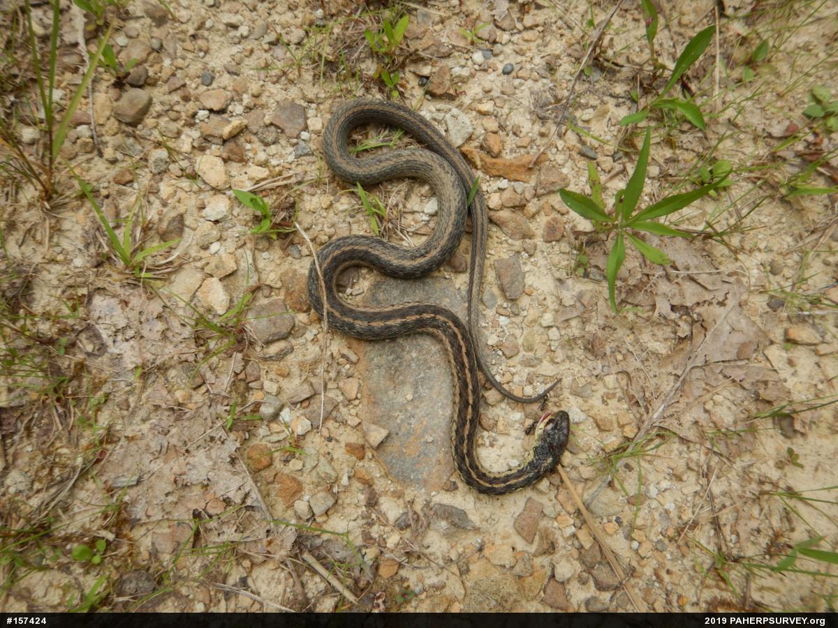 Eastern Gartersnake