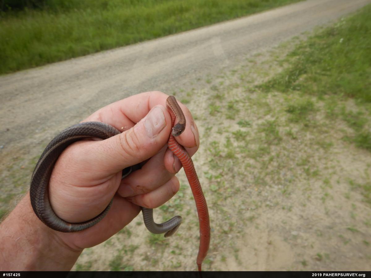 Red-bellied Snake