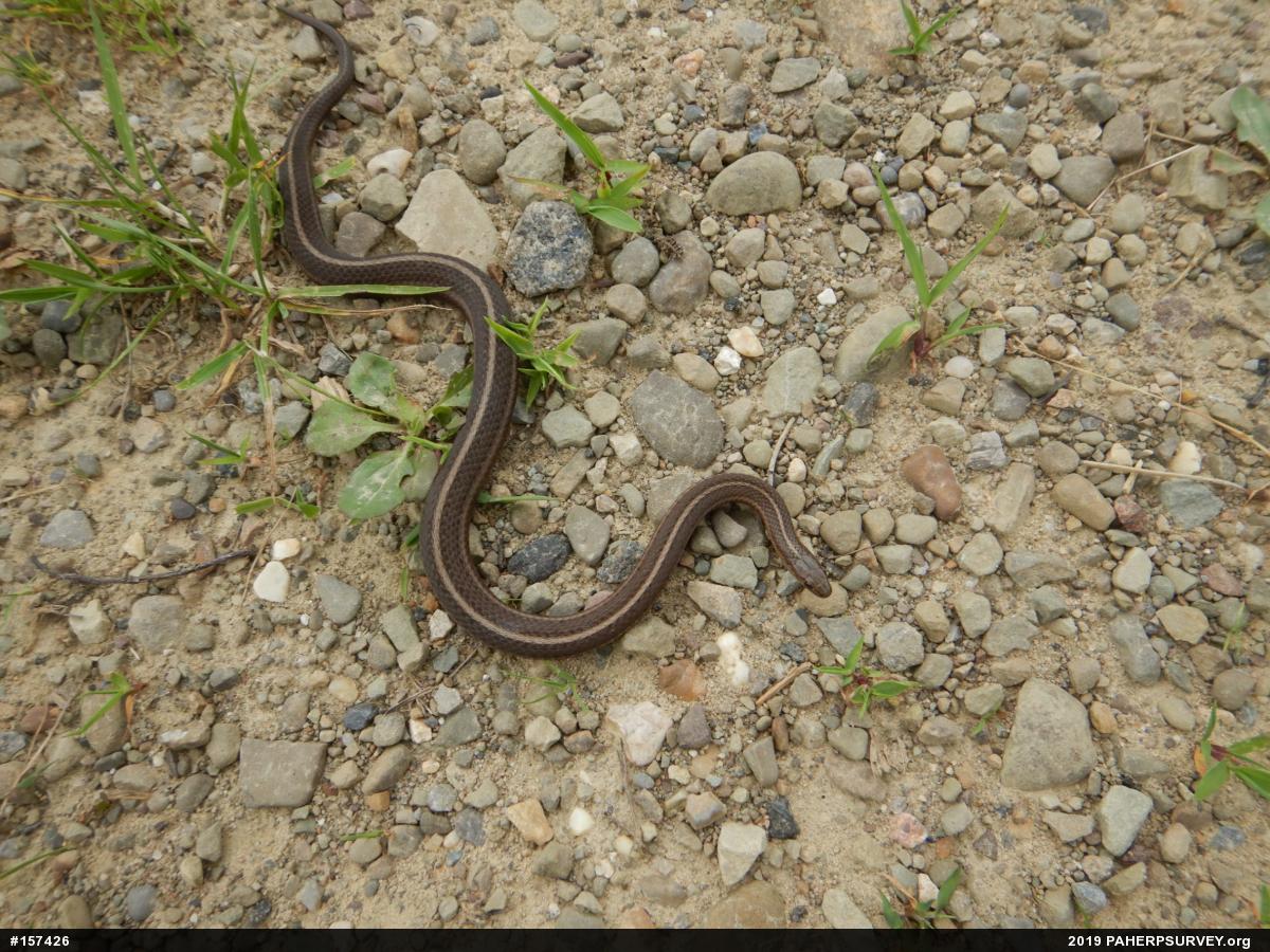 Shorthead Gartersnake