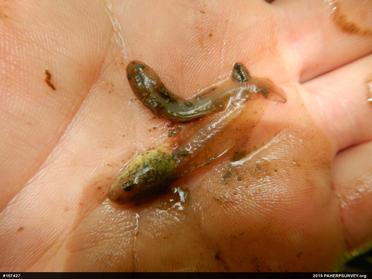 Mole Salamanders