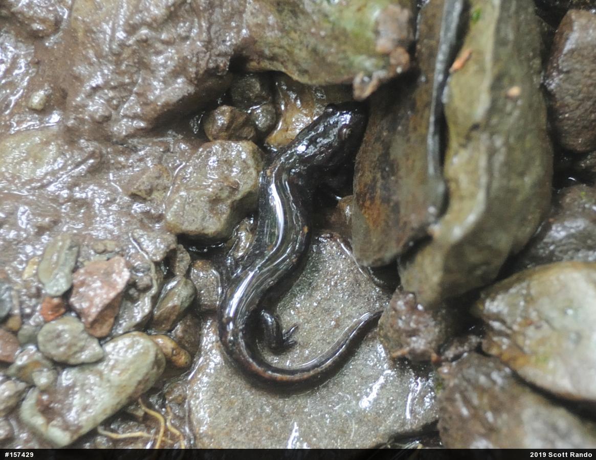 Northern Dusky Salamander