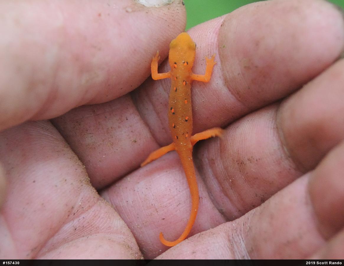 Red-spotted Newt