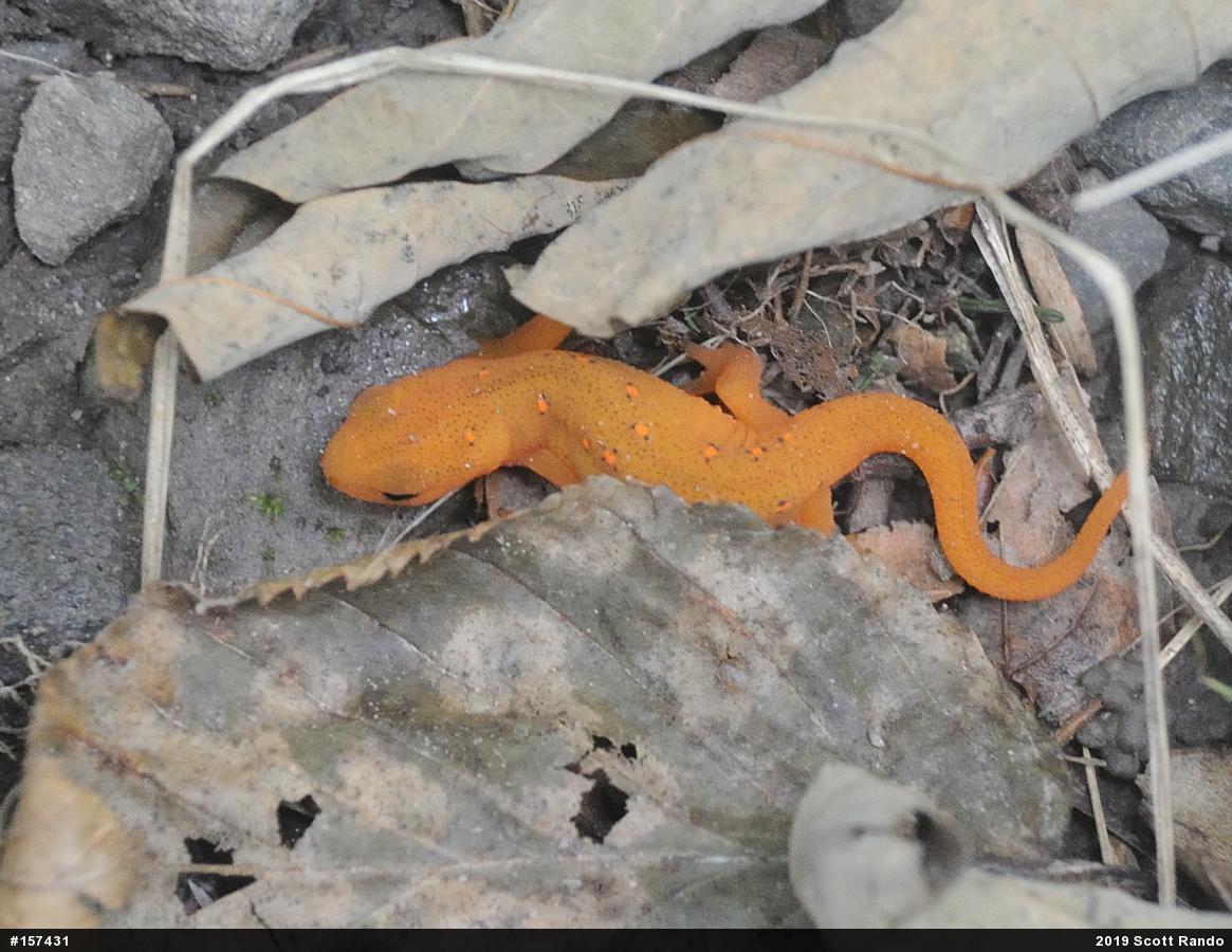 Red-spotted Newt