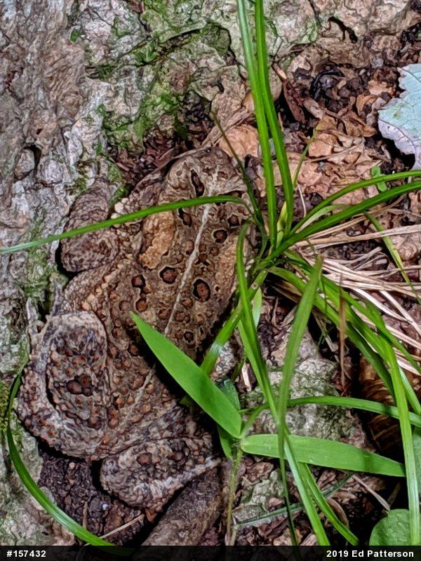 Eastern American Toad