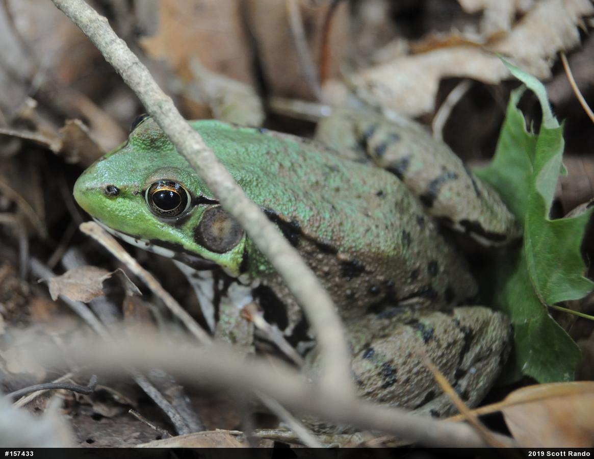 Green Frog