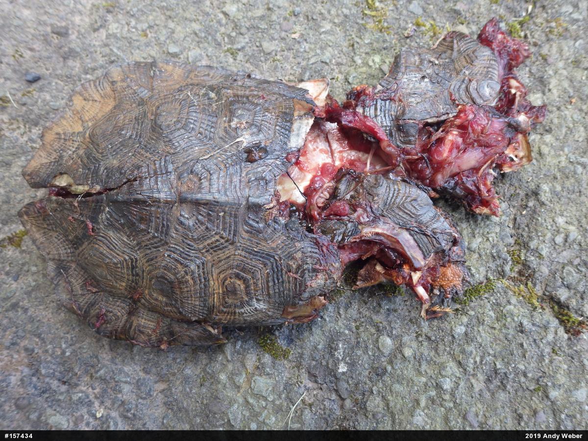 Wood Turtle