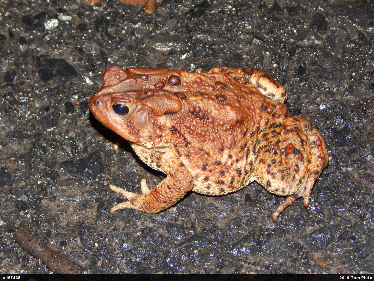 Eastern American Toad