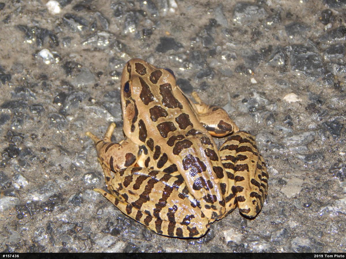 Pickerel Frog