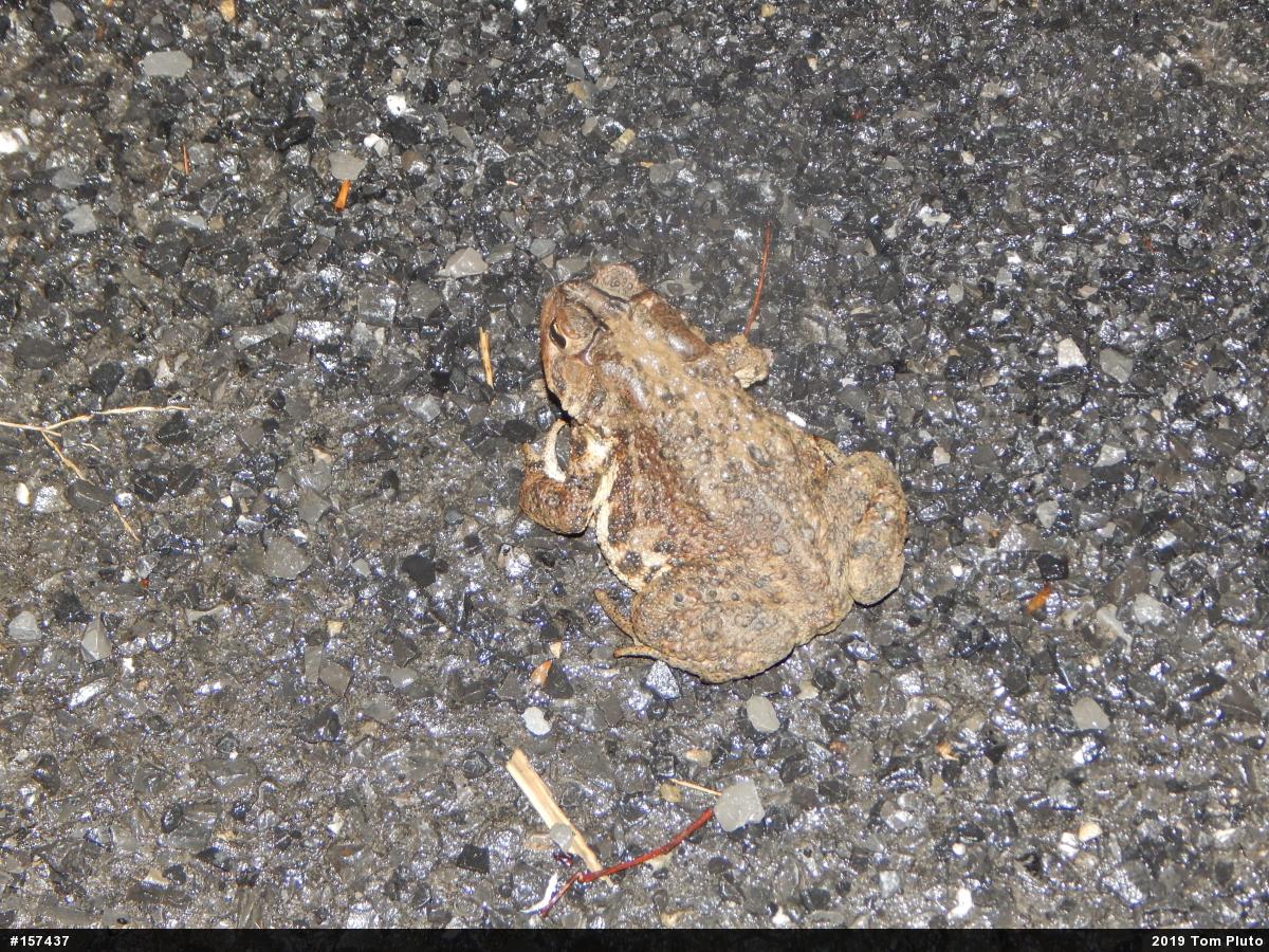 Eastern American Toad