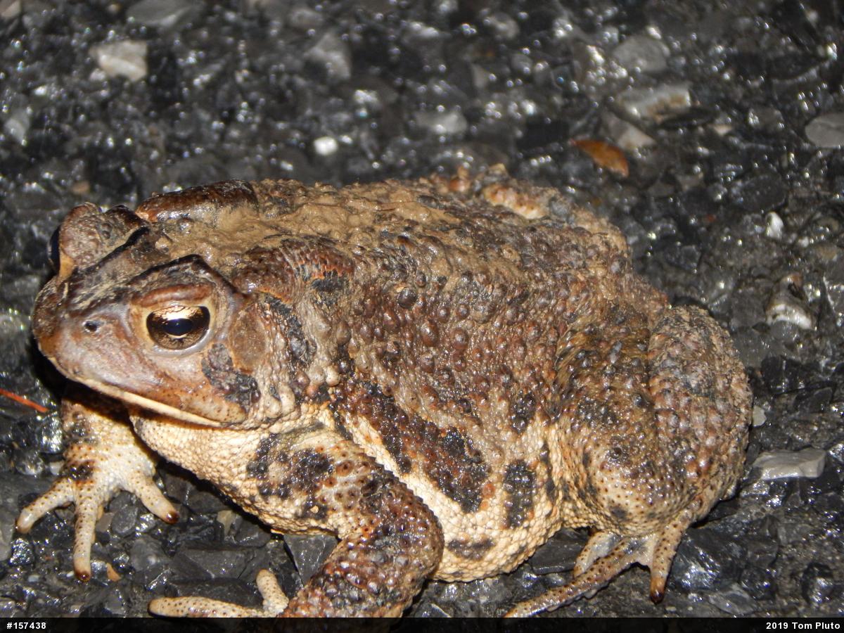 Eastern American Toad