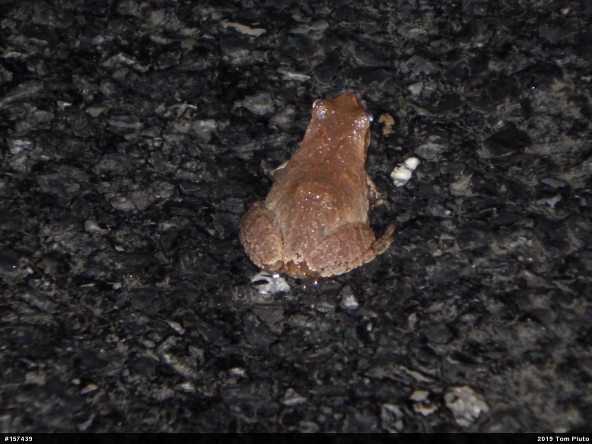 Spring Peeper