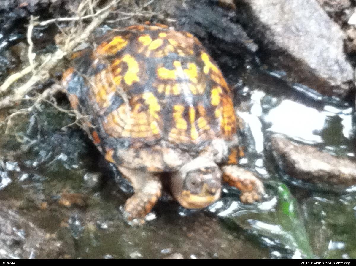 Eastern Box Turtle