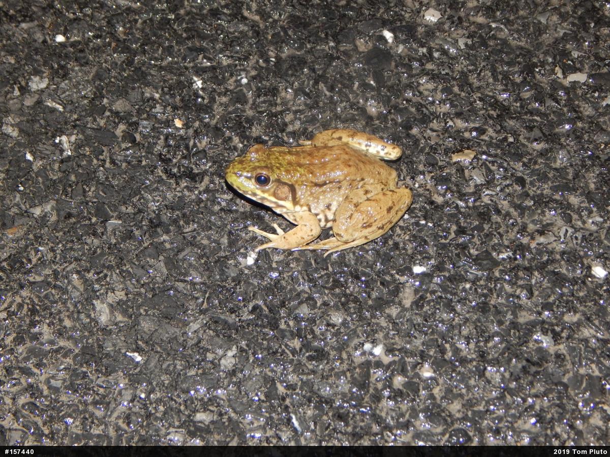 Green Frog