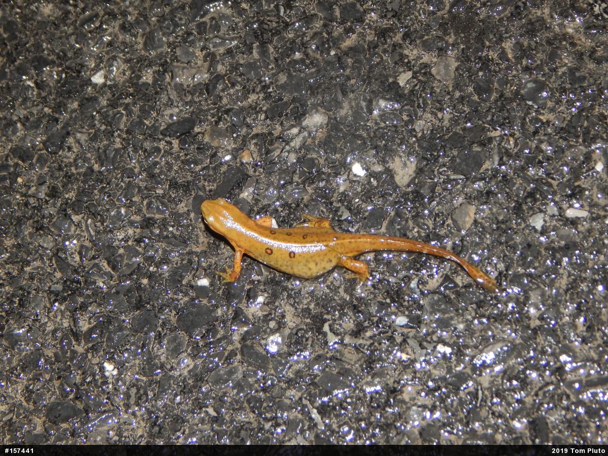 Red-spotted Newt
