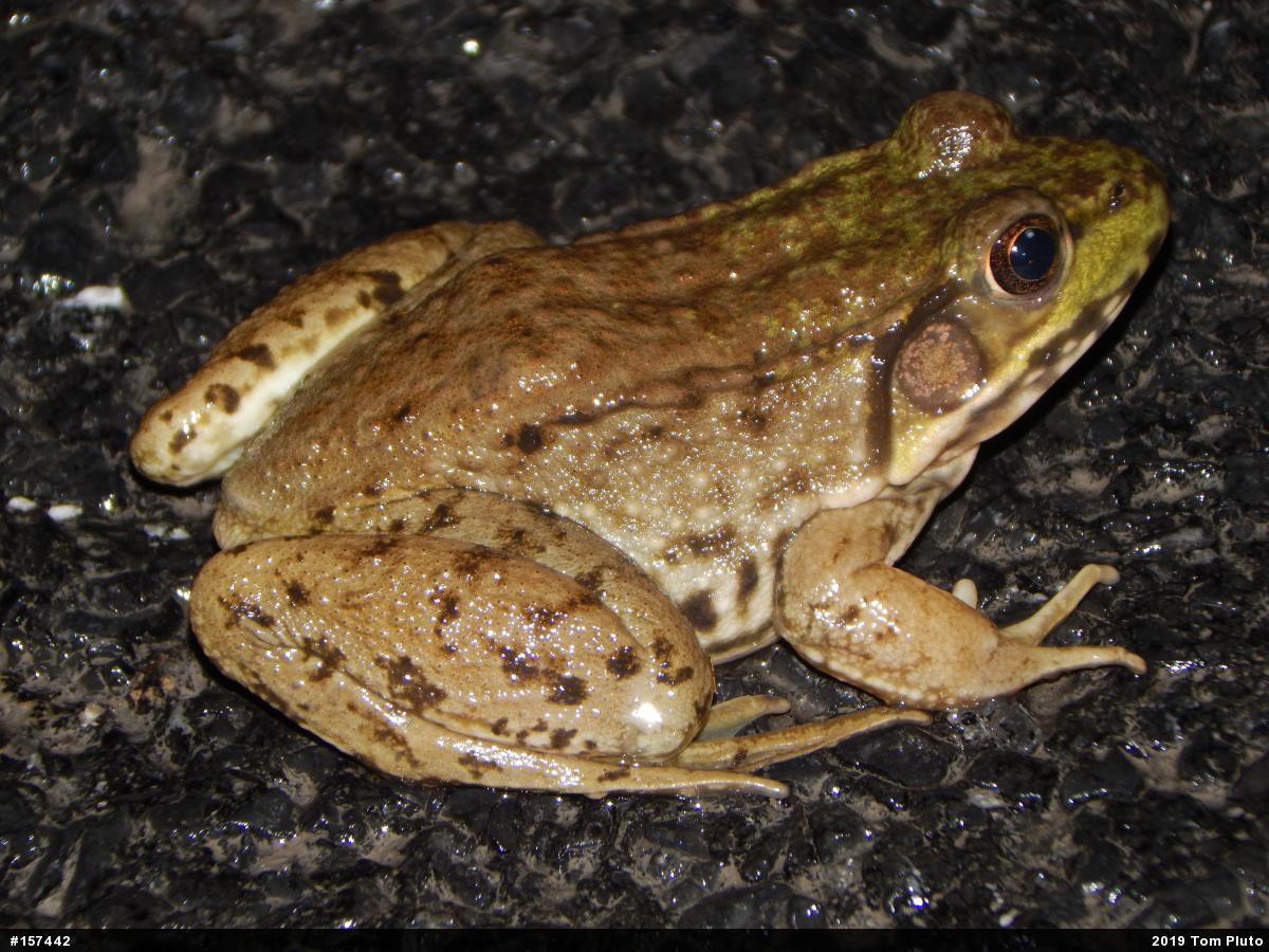 Green Frog